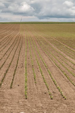 Alman kırsalının ortasında büyük tahıl tarlaları