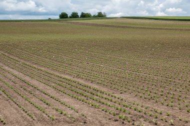 Alman kırsalının ortasında büyük tahıl tarlaları