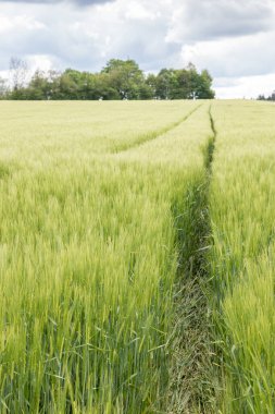 Alman kırsalının ortasında büyük tahıl tarlaları