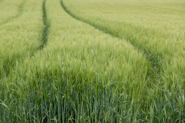 독일 시골 한 가운데에 있는 커다란 포도 밭 — 스톡 사진