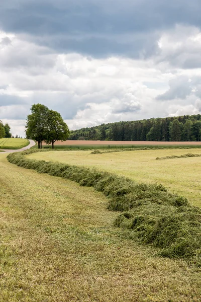 Grote weide met gemaaid gras in het midden van het Duitse landschap — Stockfoto