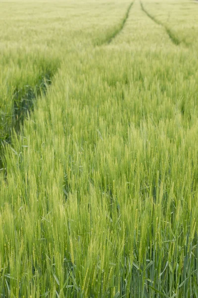 Grote graanvelden in het midden van het Duitse platteland — Stockfoto