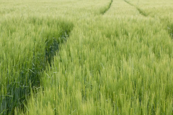 Grandi campi di grano nel mezzo della campagna tedesca — Foto Stock