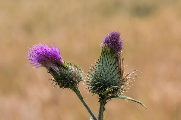 Violet thistle on the golden field of grain — Stock Photo, Image