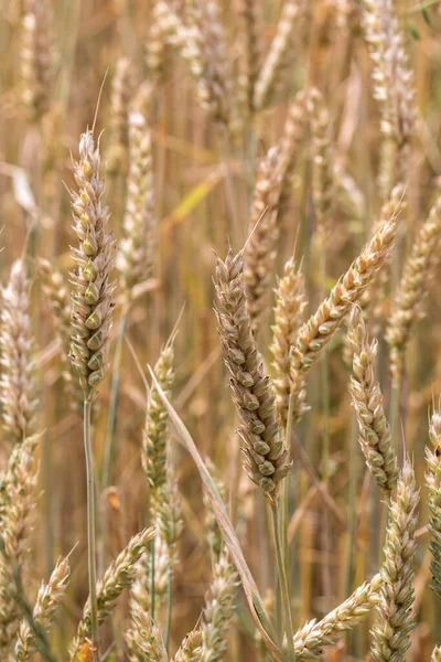 Grandi campi di grano nel mezzo della campagna tedesca — Foto Stock