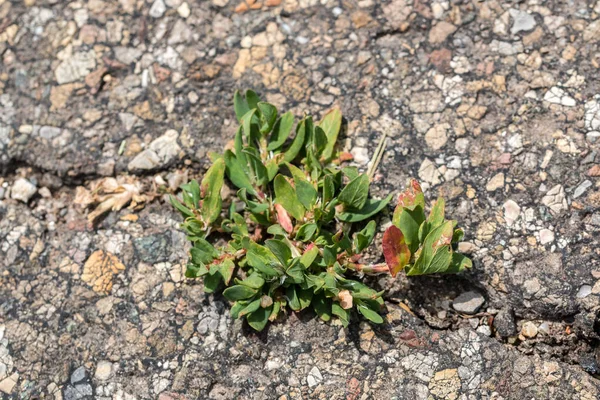 Grietas en el asfalto con hierba en crecimiento — Foto de Stock