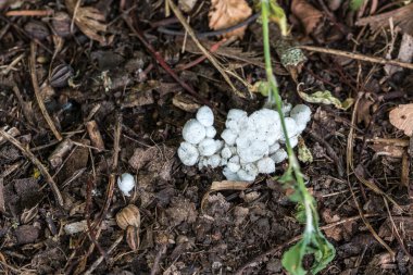 Beyaz plastik ya da köpük doğaya atılır.