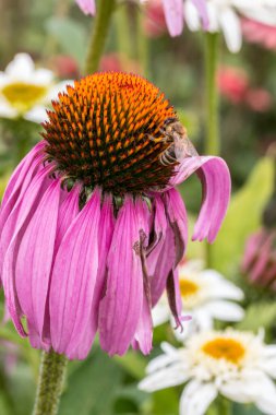 Yabani çayırın ortasında, menekşe çiçeğinin üzerindeki arı.