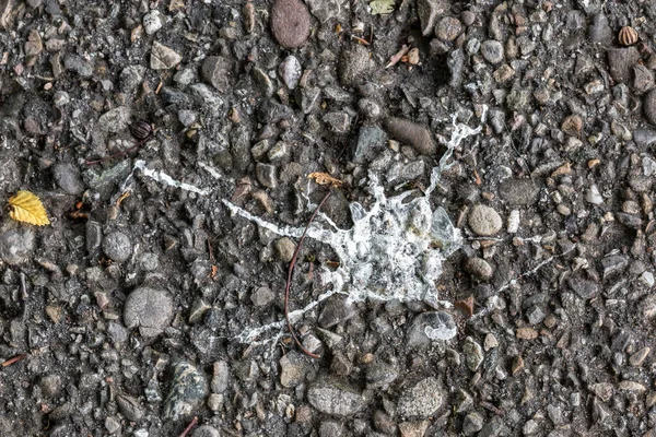 Caddenin gri zemininde kuş kakası