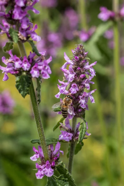 Včela na fialovém květu uprostřed divoké květinové louky — Stock fotografie