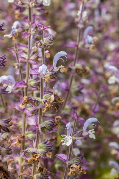 Campo de flores violetas no meio do prado de flores silvestres — Fotografia de Stock