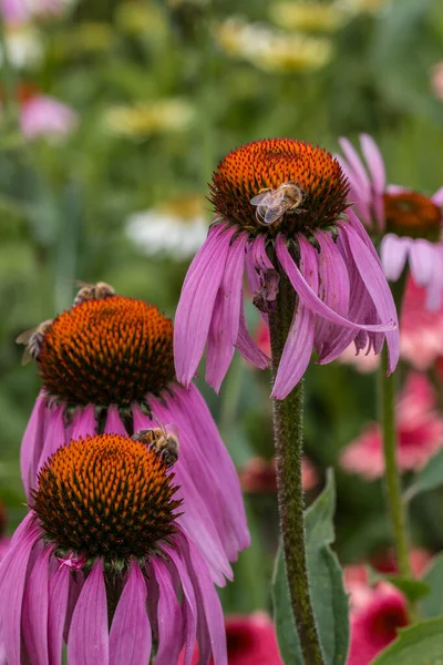 들꽃 초원 한 가운데있는 보라색 꽃 위에 있는 벌 — 스톡 사진