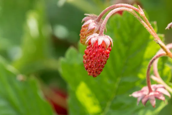 Malé červené jahody a zelené listy v zelené zahradě — Stock fotografie