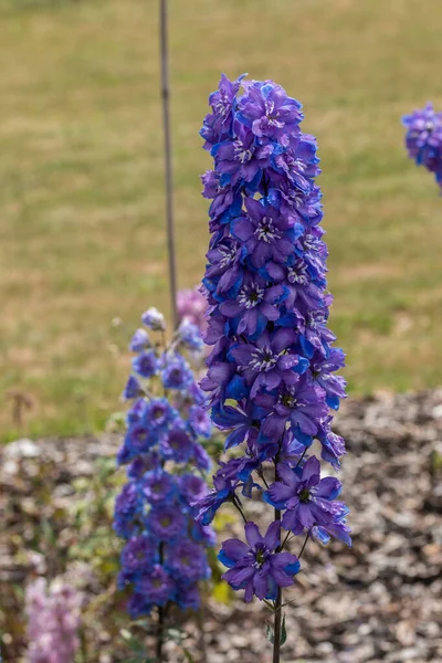 들꽃 초원 한 가운데있는 푸른 꽃 — 스톡 사진