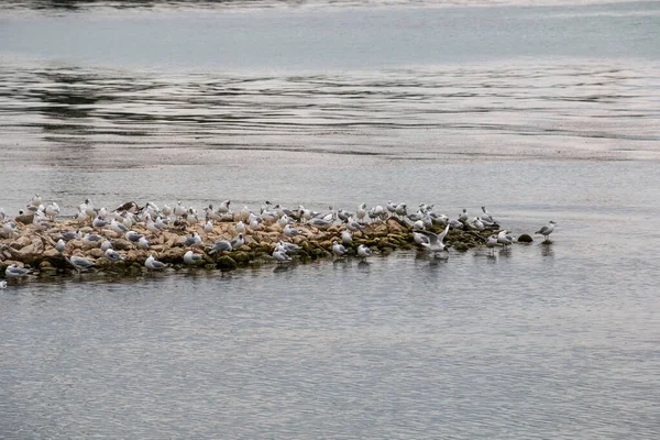 Group of sea mews near the lake