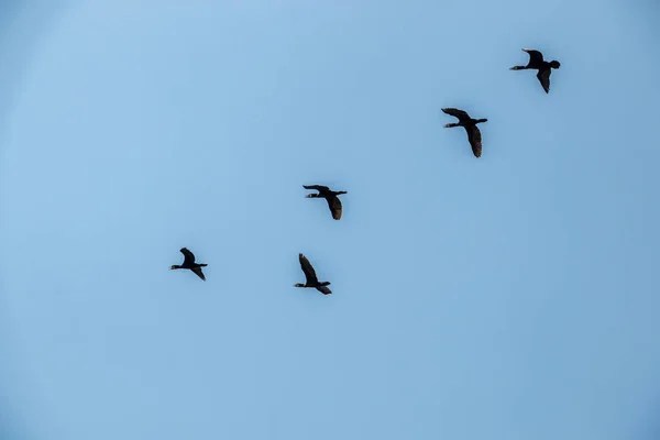 Группа больших чёрных бакланов летит в воздухе — стоковое фото
