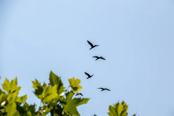 空を飛ぶ大きな黒い鵜のグループ — ストック写真