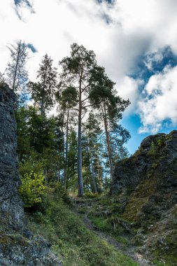 Büyük kayalar ve yüksek ağaçlarla dolu bir deniz.