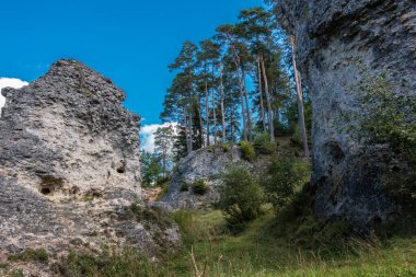 Büyük kayalar ve yüksek ağaçlarla dolu bir deniz.