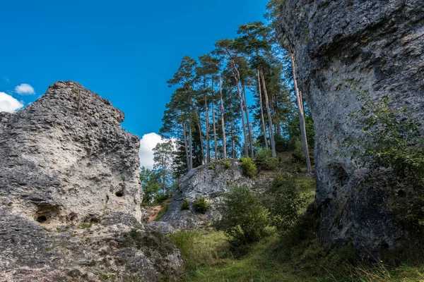 Büyük kayalar ve yüksek ağaçlarla dolu bir deniz.