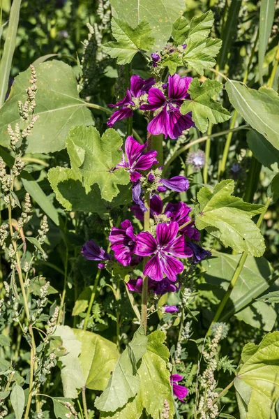 Fialové květy na velkém divokém květinovém poli — Stock fotografie