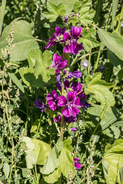 Fialové květy na velké divoké květinové louce a včela — Stock fotografie
