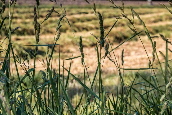 Campo Verde Grama Cortada Para Alimentação Animal — Fotografia de Stock