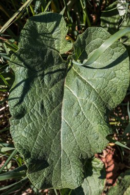 Tarlanın ortasında büyük yeşil bir yaprak