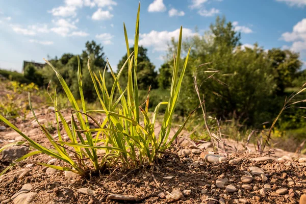 Een Klein Stukje Gras Stenige Grond — Stockfoto