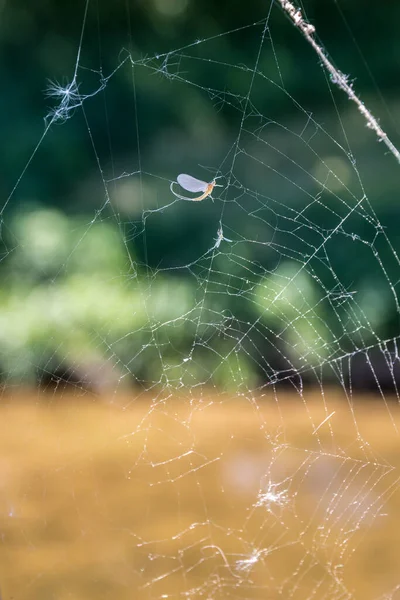 Teia Aranha Destruída Com Pólen Insentes Mortos Frente Fundo Verde — Fotografia de Stock