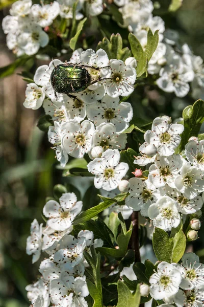 Malý Grren Brouk Bílých Květinách Uprostřed Louky Divokých Květin — Stock fotografie