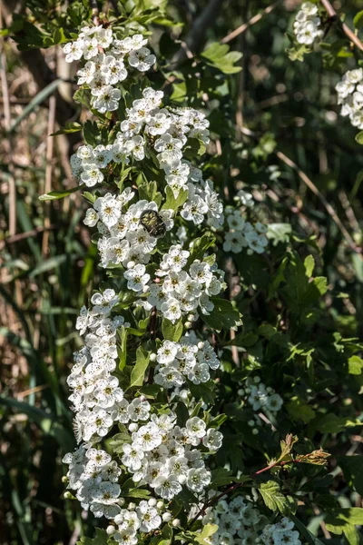 Kis Grren Bogár Fehér Virágokon Vadvirág Mező Közepén — Stock Fotó