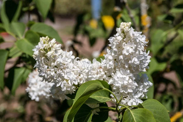 Bílé Květy Uprostřed Louky Divokých Květin — Stock fotografie