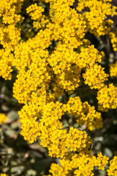 Sárga Virágok Vadvirágos Rét Közepén — Stock Fotó