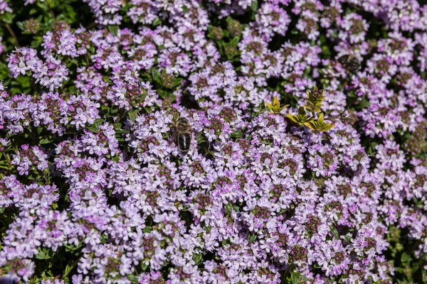 Abeille Sur Une Fleur Violette Milieu Prairie Fleurs Sauvages — Photo