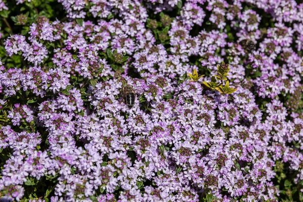 Μέλισσα Ένα Βιολετί Λουλούδι Στη Μέση Του Λιβαδιού Αγριολούλουδα — Φωτογραφία Αρχείου