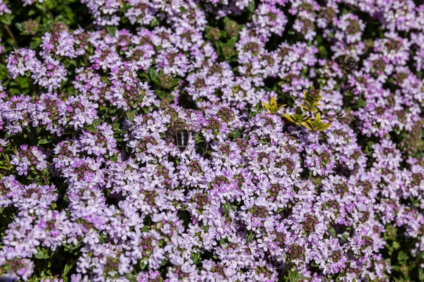 Abeille Sur Une Fleur Violette Milieu Prairie Fleurs Sauvages — Photo