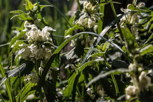 Bílé Květy Kopřiv Zelené Louce — Stock fotografie