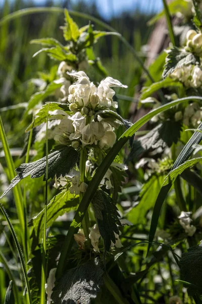Bílé Květy Kopřiv Zelené Louce — Stock fotografie