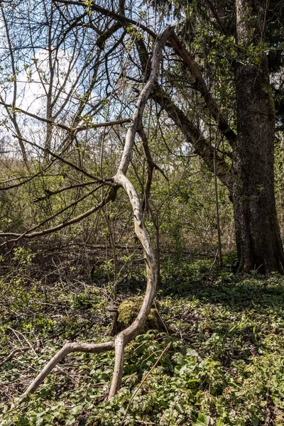 Ormanın Ortasında Bir Ağacın Dalları Kırılmış — Stok fotoğraf