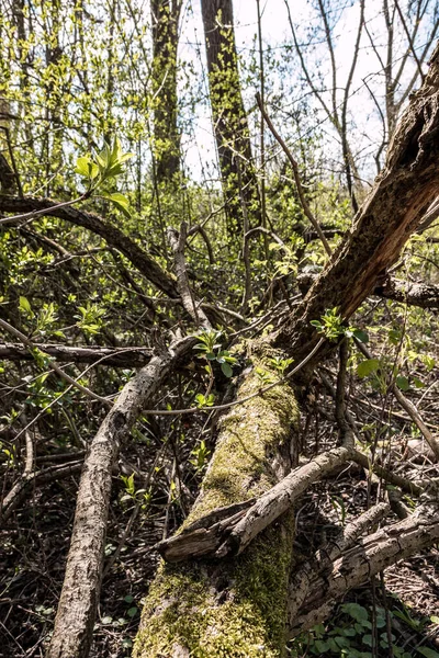 Ormanın Ortasında Bir Ağacın Dalları Kırılmış — Stok fotoğraf