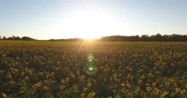 Gün batımında ayçiçeği alanının havadan görünümü. Helikopter görünümü