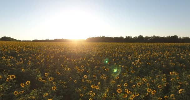 Vista aérea del campo de girasol al atardecer. Vista en helicóptero — Vídeos de Stock