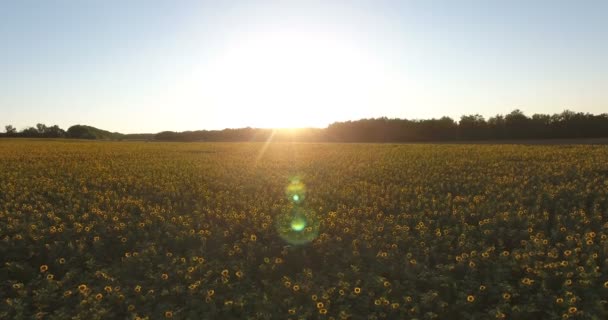 Gün batımında ayçiçeği alanının havadan görünümü. Helikopter görünümü — Stok video