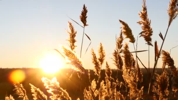 Wunderschönes Gelbes Gras Dichtem Ackerland Bei Goldenem Sonnenuntergang — Stockvideo