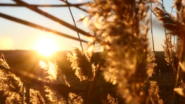 Pôr do sol no campo. Grama alta amarela movendo-se ao vento. 4k — Vídeo de Stock