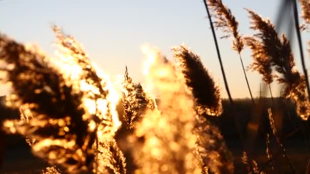 Close up de plantas amarelas ao pôr-do-sol bonito. A relva a mover-se ao vento. 4k — Vídeo de Stock