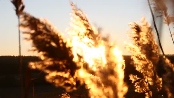 Gyönyörű sárga fű hatalmas sűrű termőföld mezőben arany fény naplementekor. 4k — Stock videók
