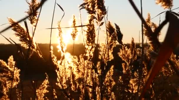 Beauty of nature. Autumn sunset. Close up of yellow grass at beautiful sunset. Plants moving in the wind. 4k — Stock Video