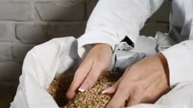 Bira kavramı. 4 k bira fabrikasında çuval içine tahıl parmaklarımın arasından dökülen brewer Close-up